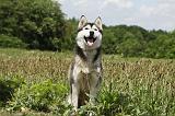 SIBERIAN HUSKY 342